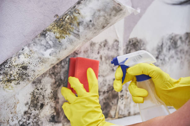 Mold Documentation for Insurance Claims in Inkster, MI